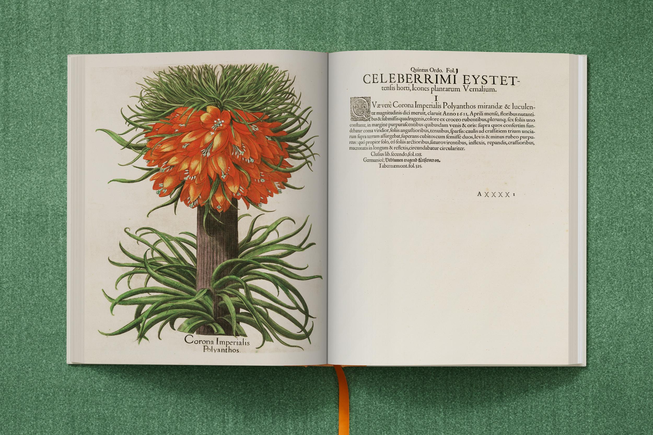 Basilius Besler. The Garden at Eichstätt – Plastic Books