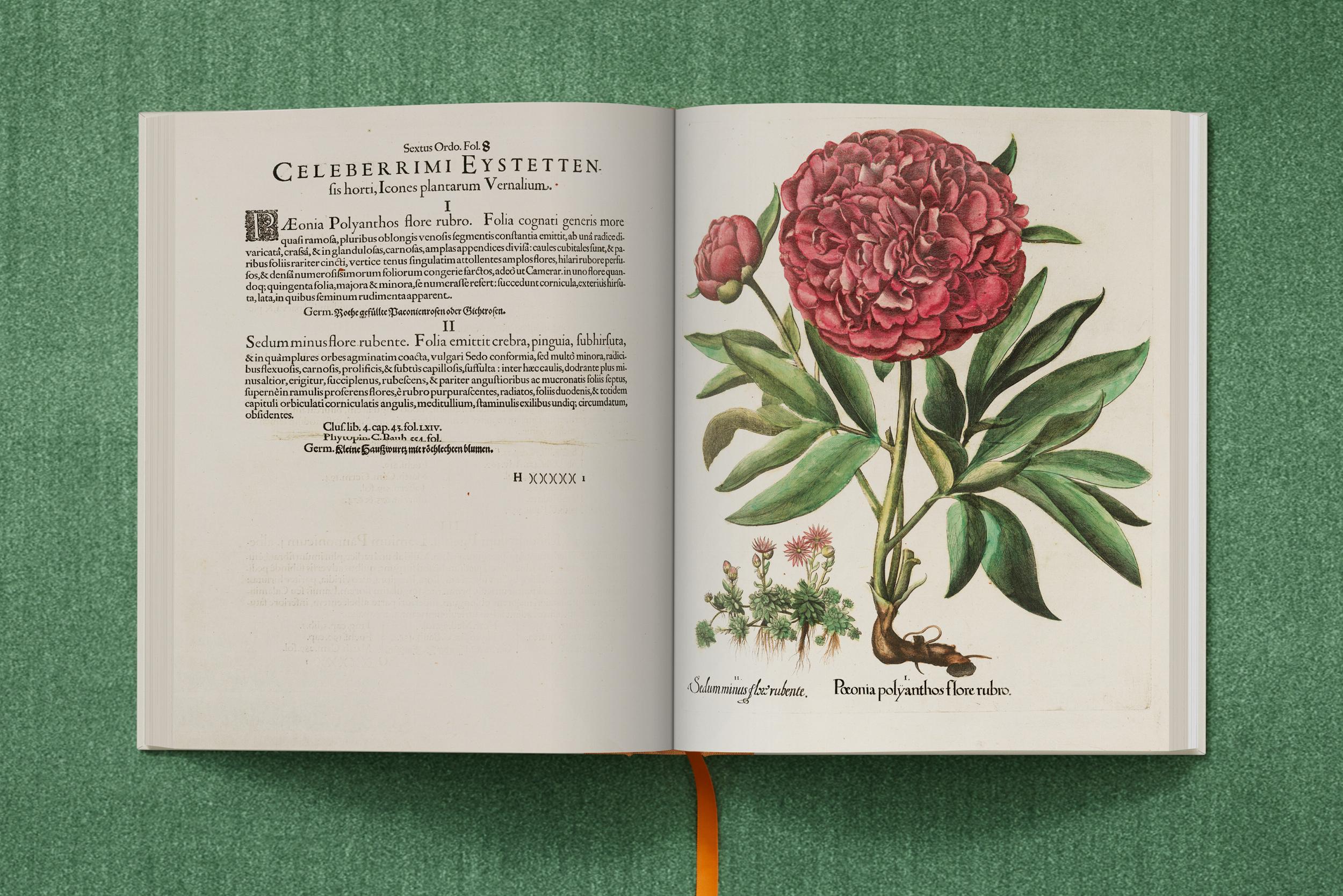 Basilius Besler. The Garden at Eichstätt – Plastic Books