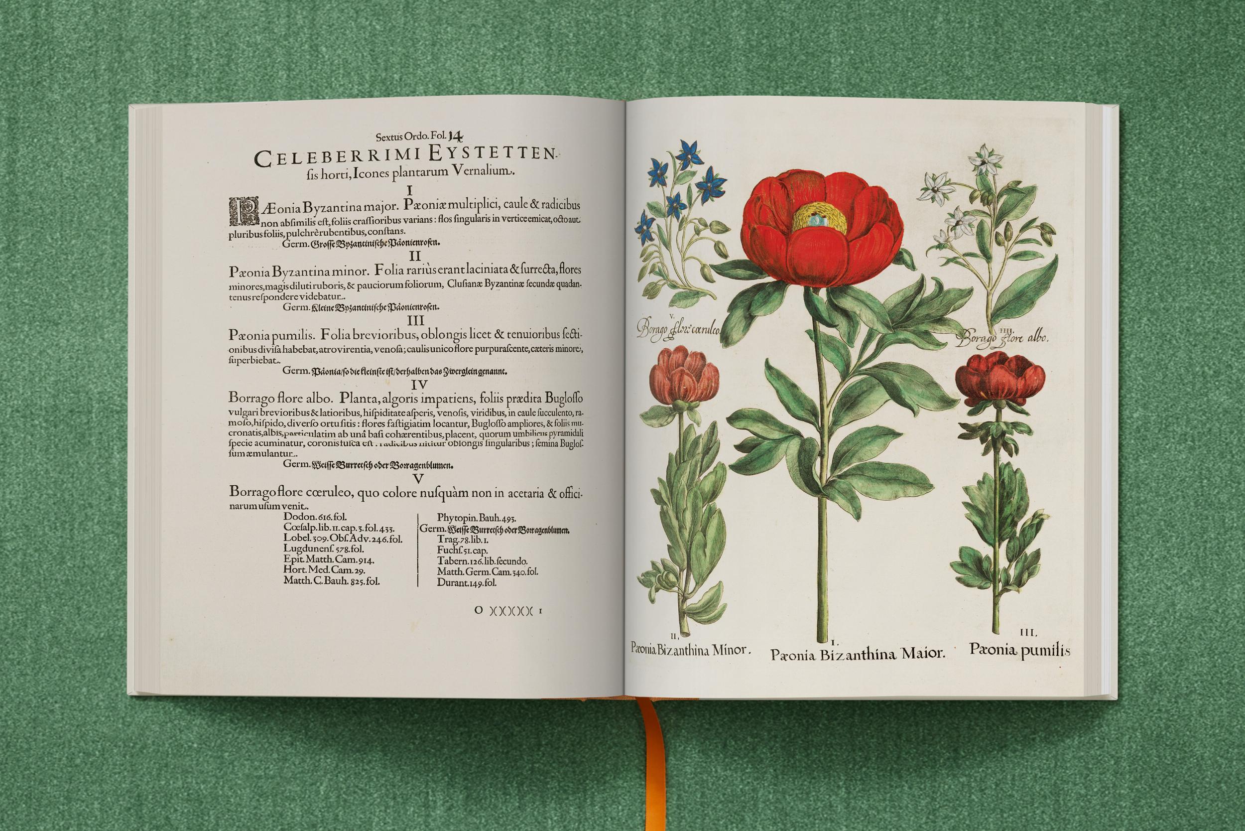 Basilius Besler. The Garden at Eichstätt – Plastic Books