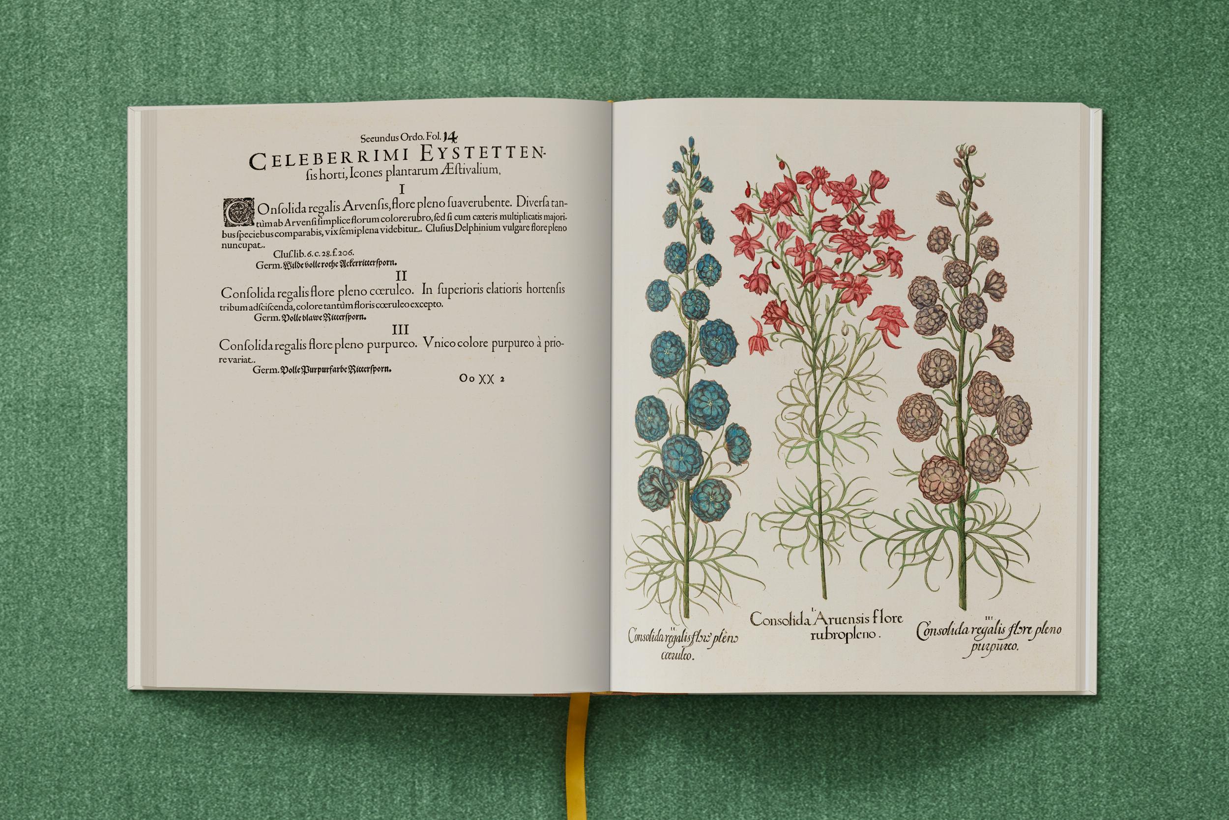 Basilius Besler. The Garden at Eichstätt – Plastic Books