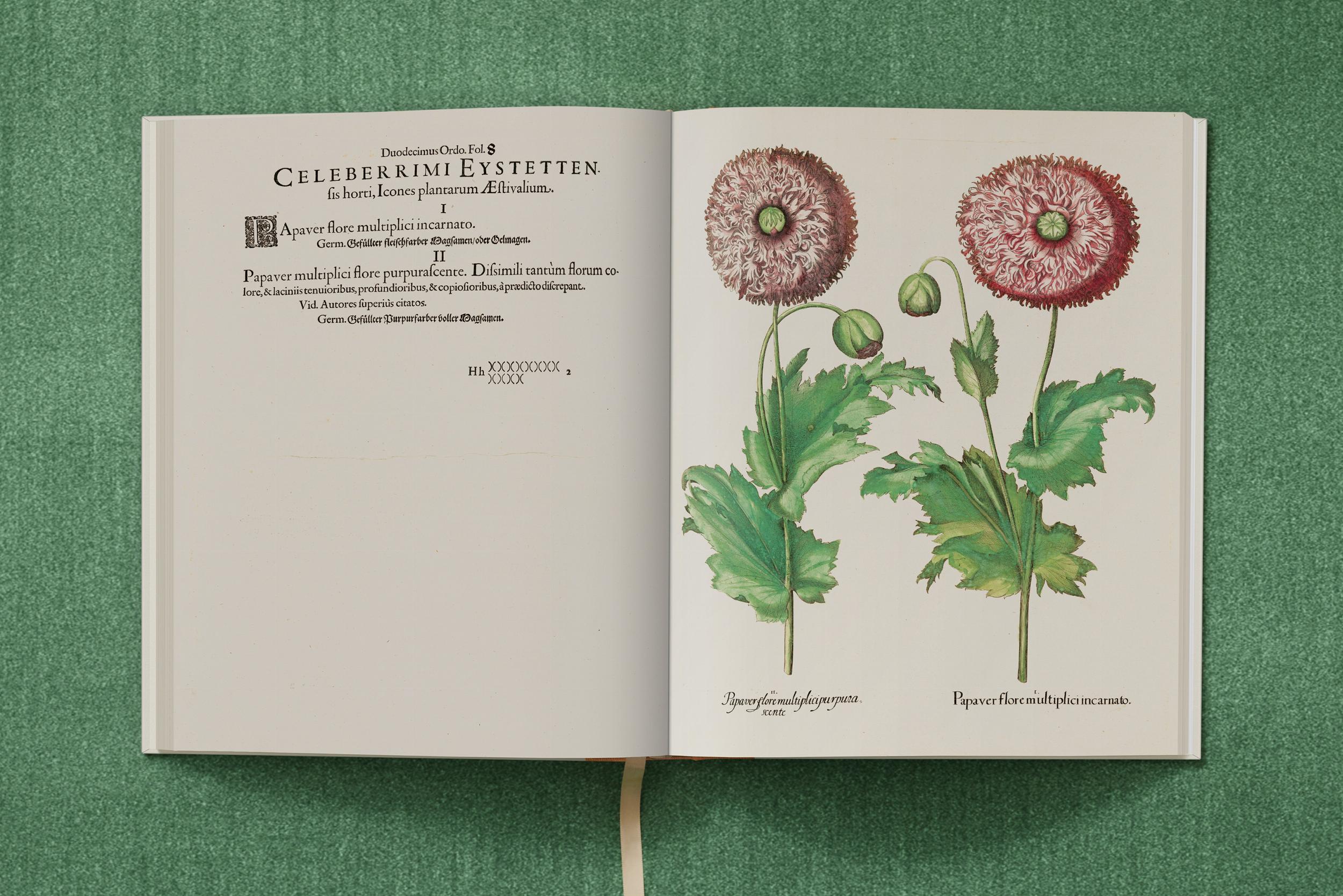Basilius Besler. The Garden at Eichstätt – Plastic Books