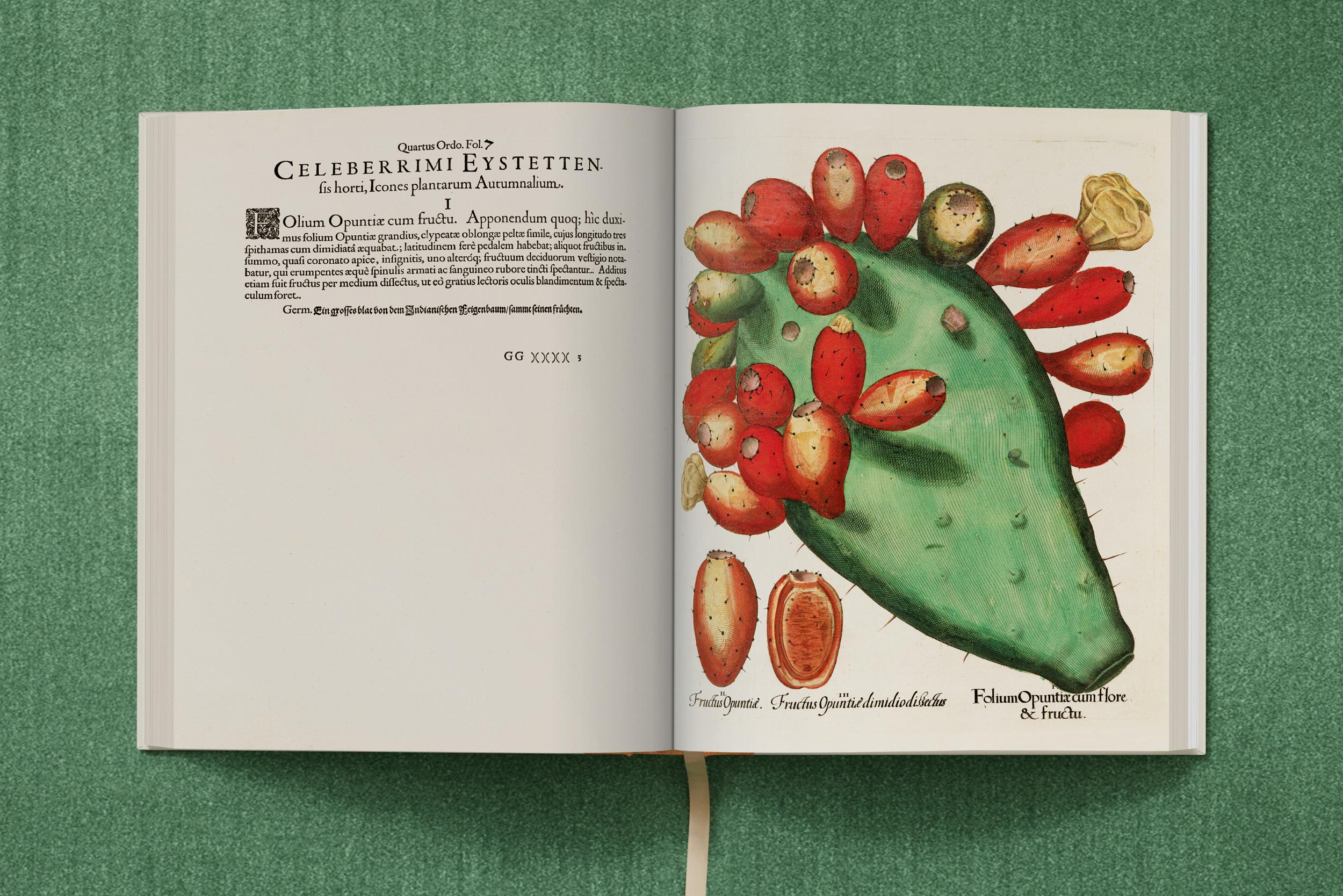 Basilius Besler. The Garden at Eichstätt – Plastic Books
